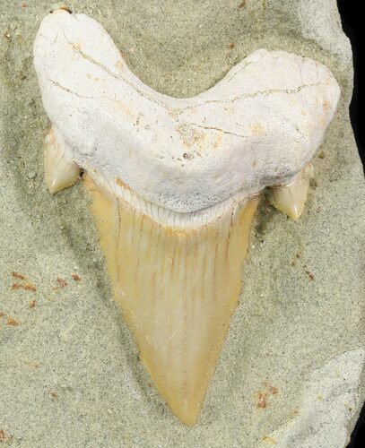 Otodus Shark Tooth Fossil - Mounted On Sandstone #48864